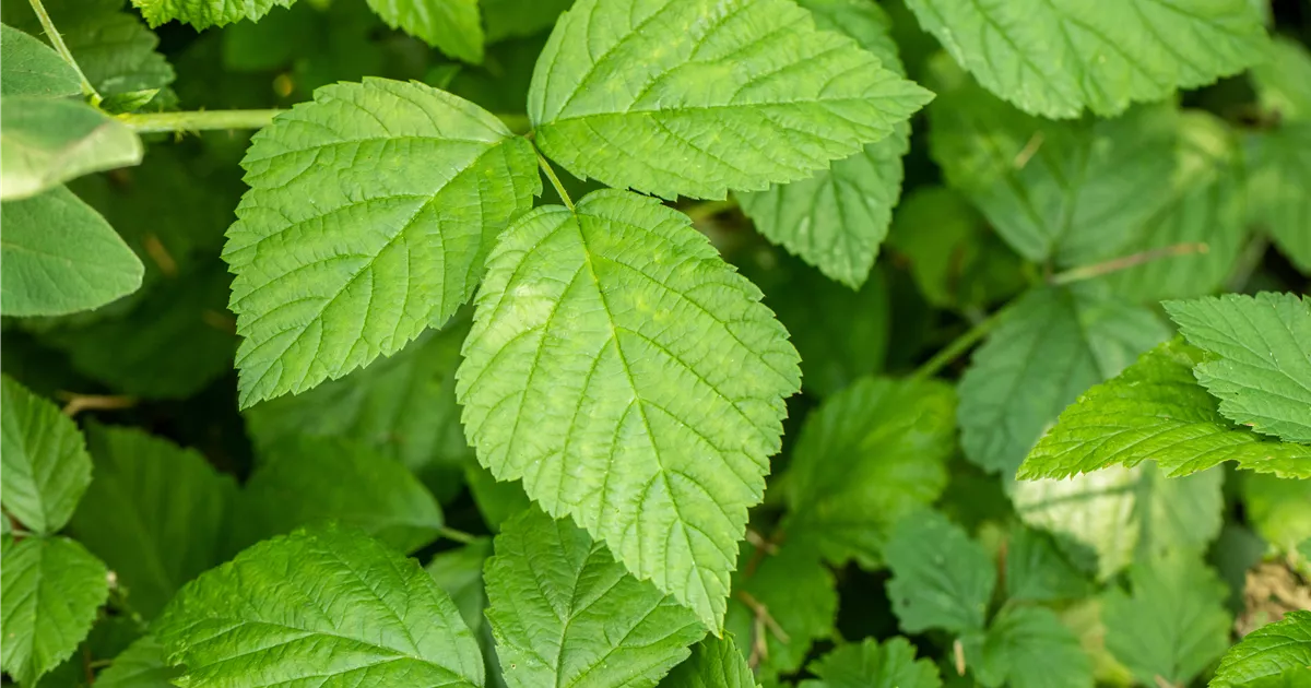 Rubus caesius