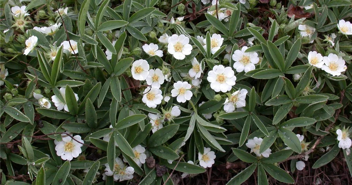 Potentilla alba