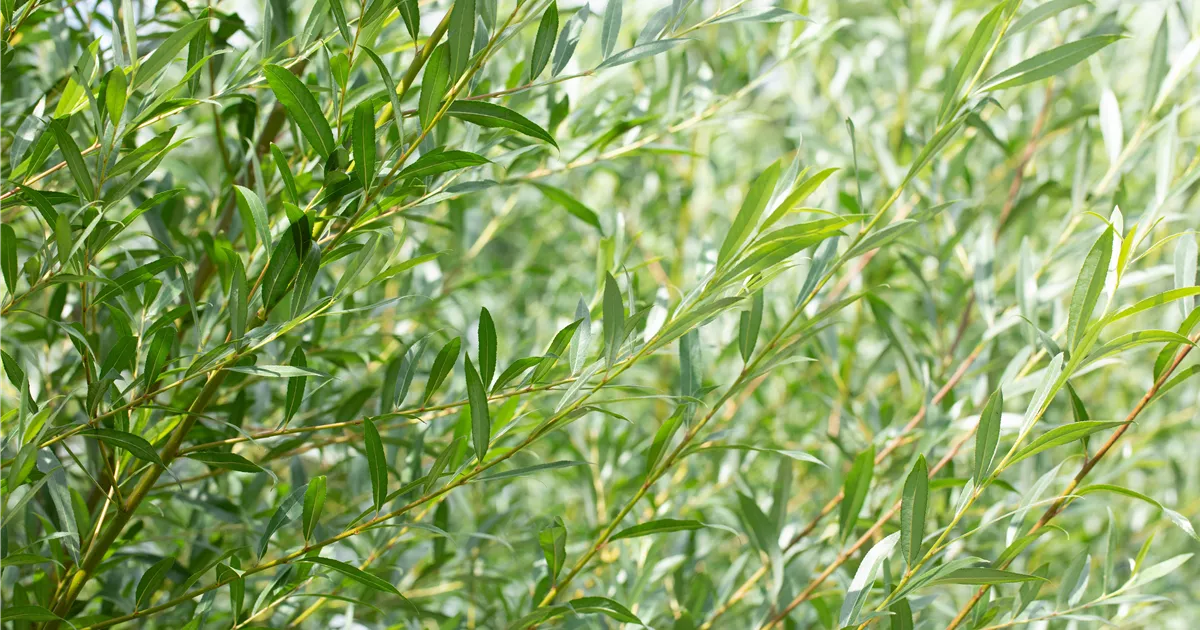 Salix daphnoides Praecox°
