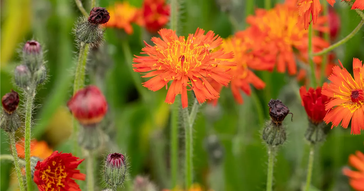 Hieracium x rubrum