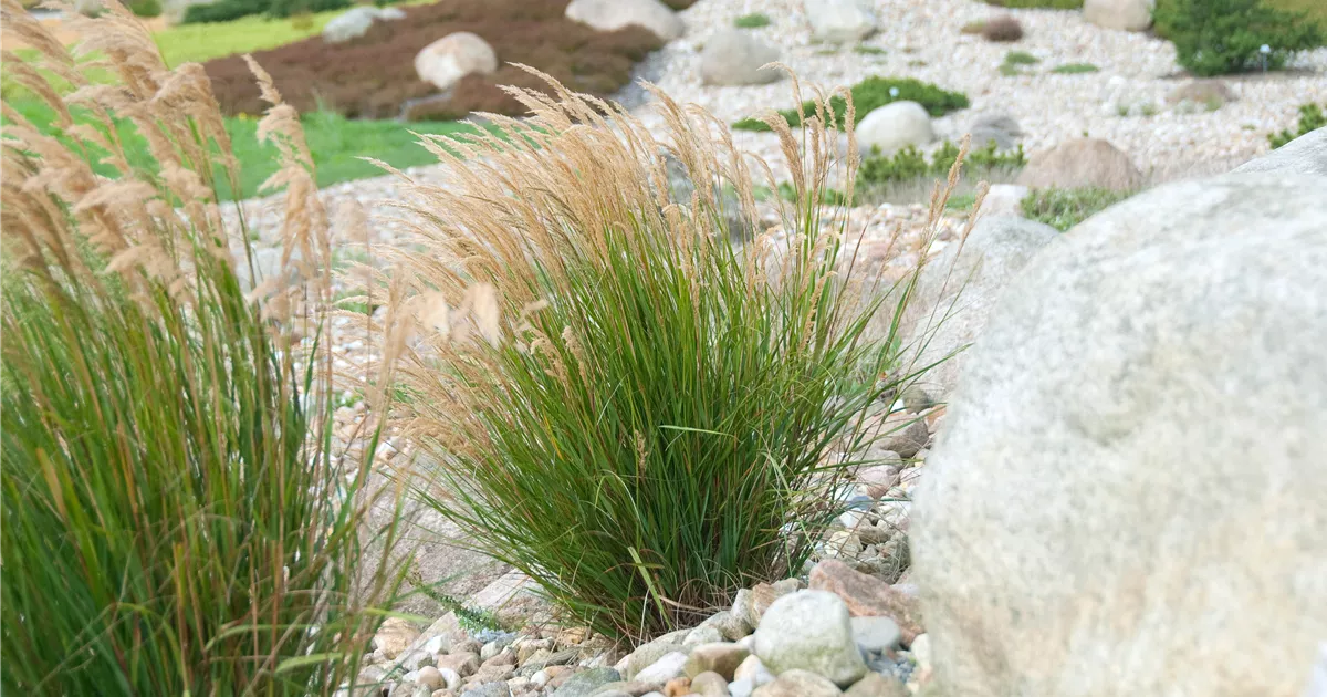 Stipa (Achnatherum) calamagrostis Allgäu*