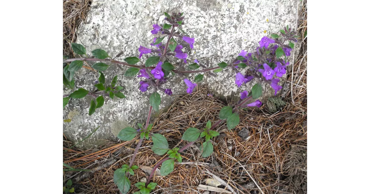 Acinos alpinus (Calamintha acinos)
