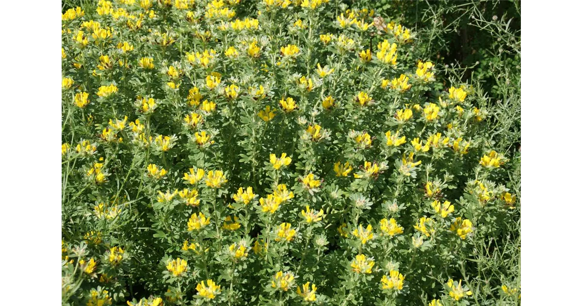 Chamaecytisus austriacus