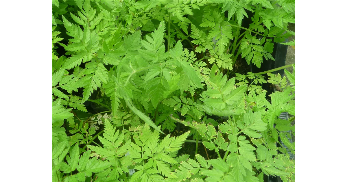 Chaerophyllum aureum