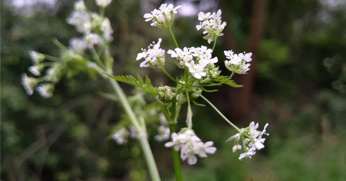 Anthriscus sylvestris