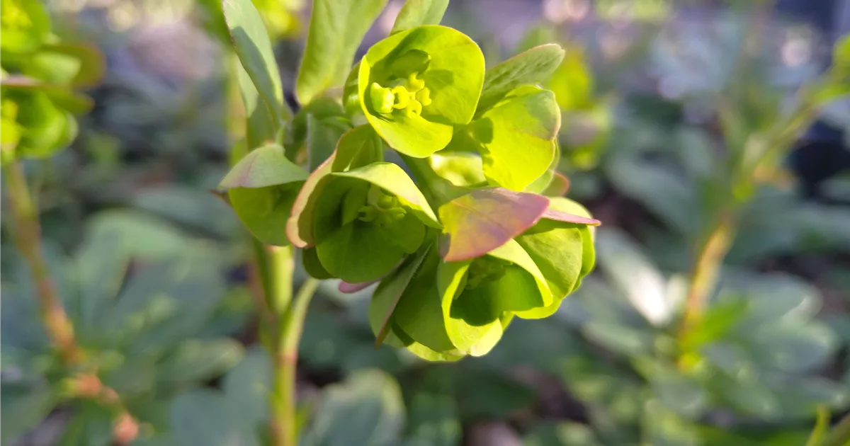 Euphorbia amygdaloides