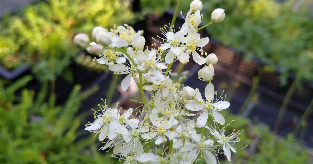 Filipendula vulgaris (hexapetala)*