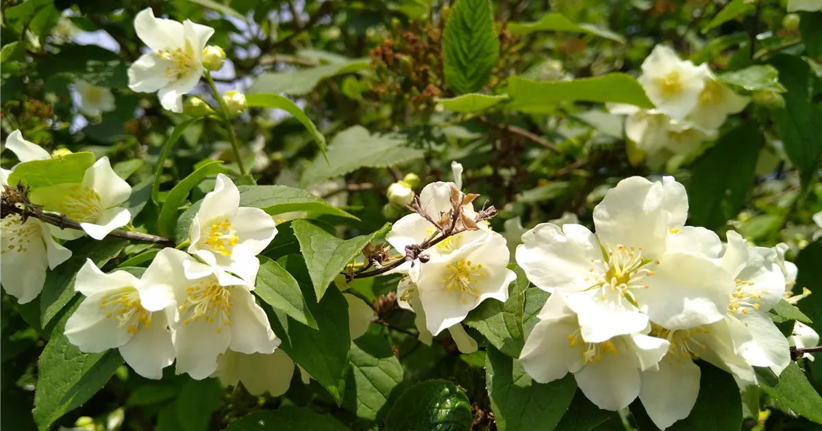 Philadelphus coronarius Erectus°