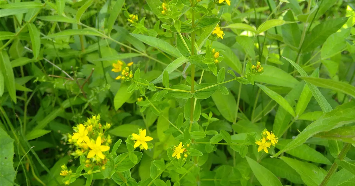 Hypericum tetrapterum