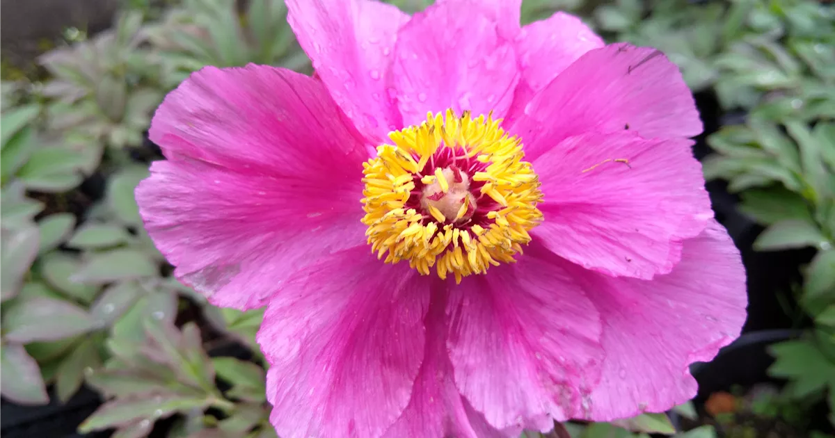 Paeonia officinalis var. Mollis