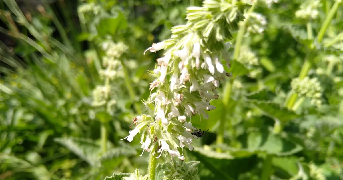 Salvia verticillata Alba