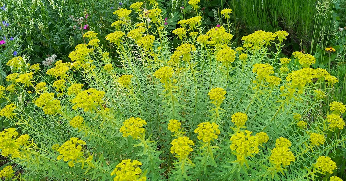 Euphorbia seguieriana