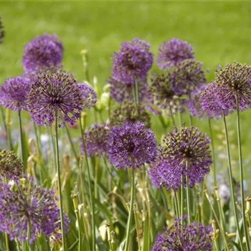 Allium Gladiator*, 3 St. Allium Gladiator*, 3 St.