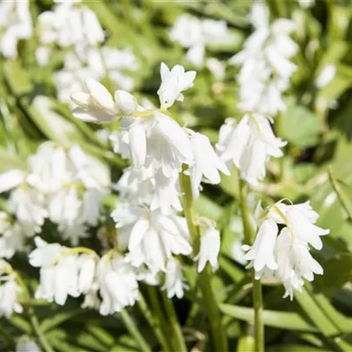 Hyacinthoides non-scripta Alba*, 10 St.