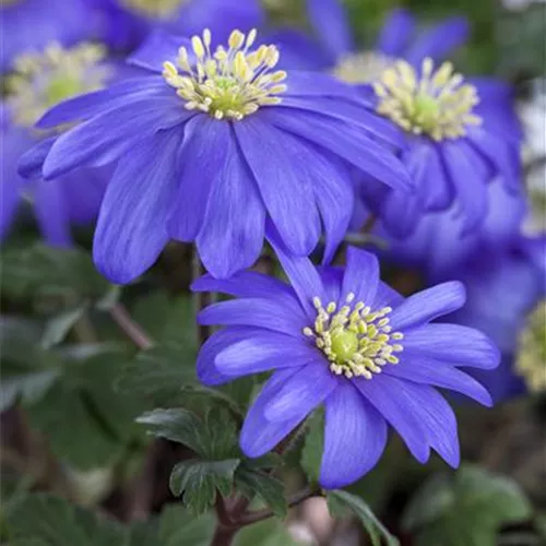 Anemone blanda Blue Shades*, 20 St. Anemone blanda Blue Shades*, 20 St.