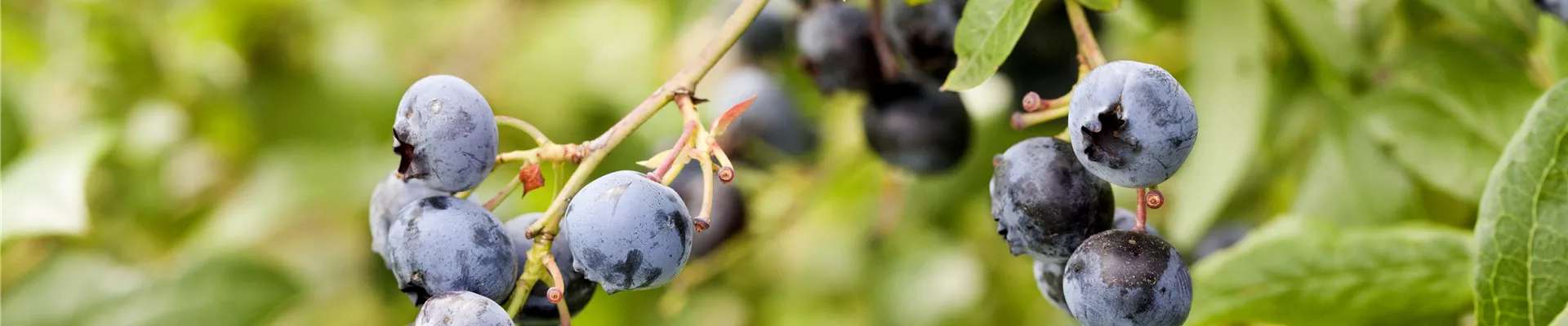 Vaccinium corymbosum Vaccinium corymbosum