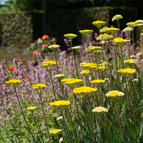 Achillea filipendula Coronation Gold Achillea filipendula Coronation Gold