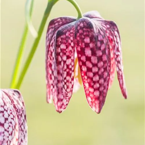 Fritillaria meleagris*, 10 St.