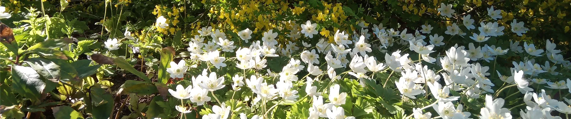 Anemone Neuigkeiten Anemone Neuigkeiten