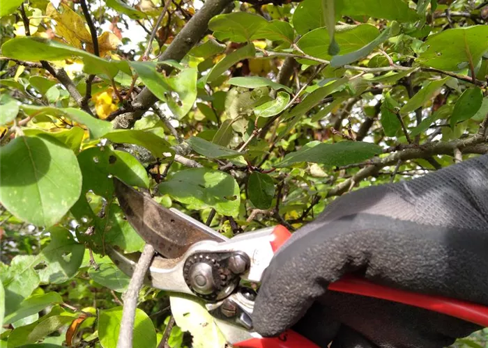 Am 15.02.2025 Jetzt Anmelden zum Praxisseminar: Obstgehölze richtig schneiden und pflegen 