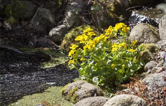 Caltha palustris Caltha palustris