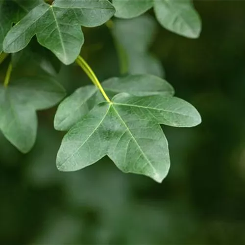 Acer monspessulanum° Acer monspessulanum°