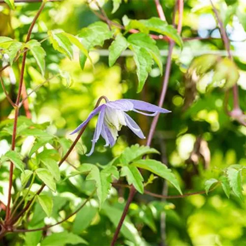 Clematis alpina°