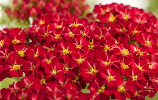 Achillea millefolium Kirschkönigin