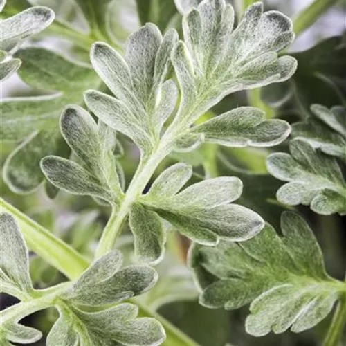 Artemisia absinthium Artemisia absinthium