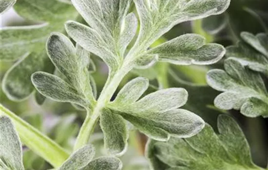 Artemisia absinthium Artemisia absinthium