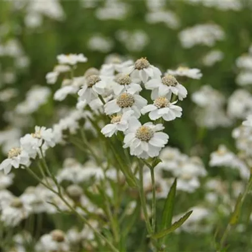 Achillea ptarmica Achillea ptarmica