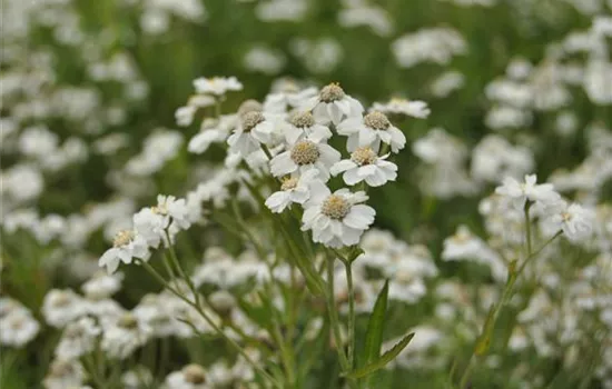 Achillea ptarmica Achillea ptarmica