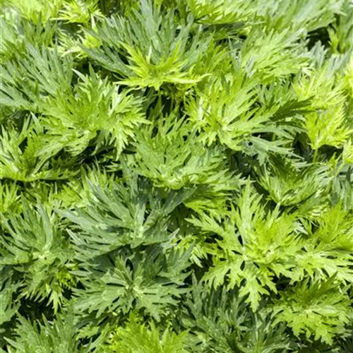 Aconitum napellus Aconitum napellus