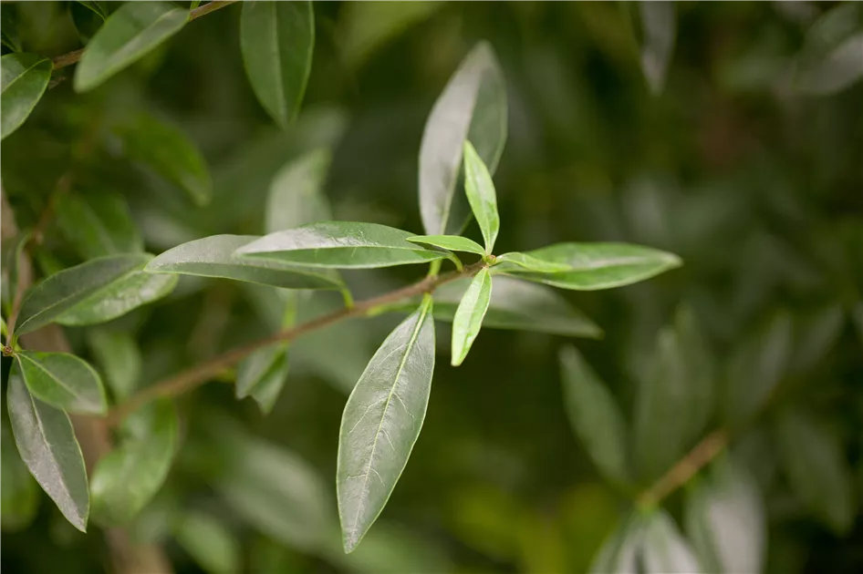 Ligustrum vulgare