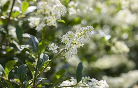 Ligustrum vulgare Lodense