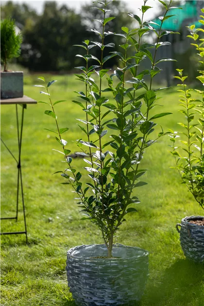 ebony plant Angelica sylvestris 'Ebony' – Secret Garden Growers main image 1