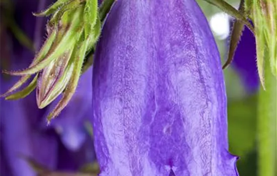 Campanula trachelium Campanula trachelium