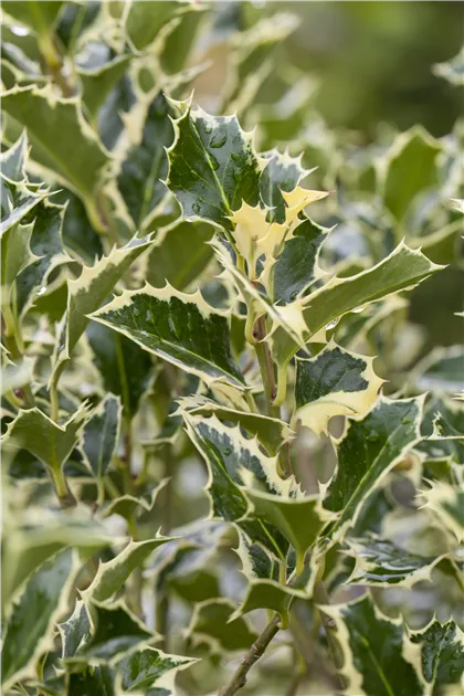 Ilex aquifolium