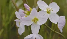 Wiesen-Schaumkraut BIO