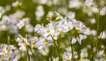 Wiesen-Schaumkraut BIO