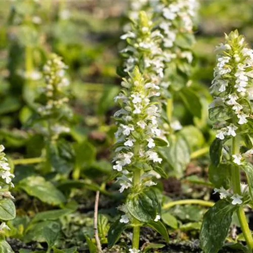 Ajuga reptans Alba Ajuga reptans Alba