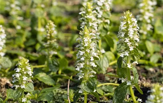 Ajuga reptans Alba Ajuga reptans Alba