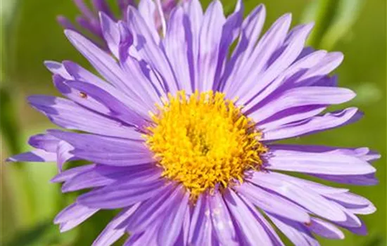 Aster alpinus