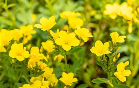 Linum flavum Compactum Linum flavum Compactum