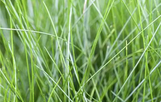 Eleocharis acicularis Eleocharis acicularis