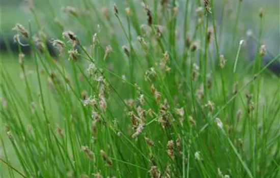 Eleocharis palustris Eleocharis palustris