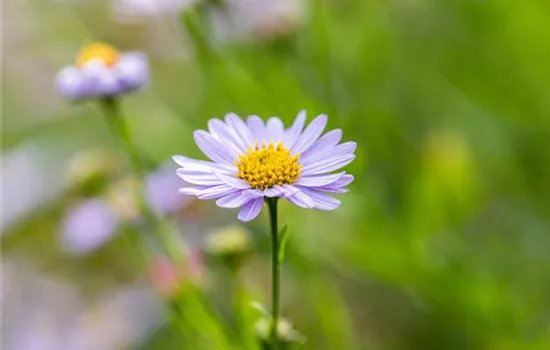 Aster amellus Aster amellus