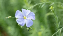 Ausdauernder Lein BIO