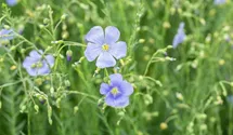 Ausdauernder Lein BIO