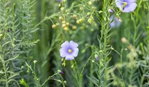 Ausdauernder Lein BIO